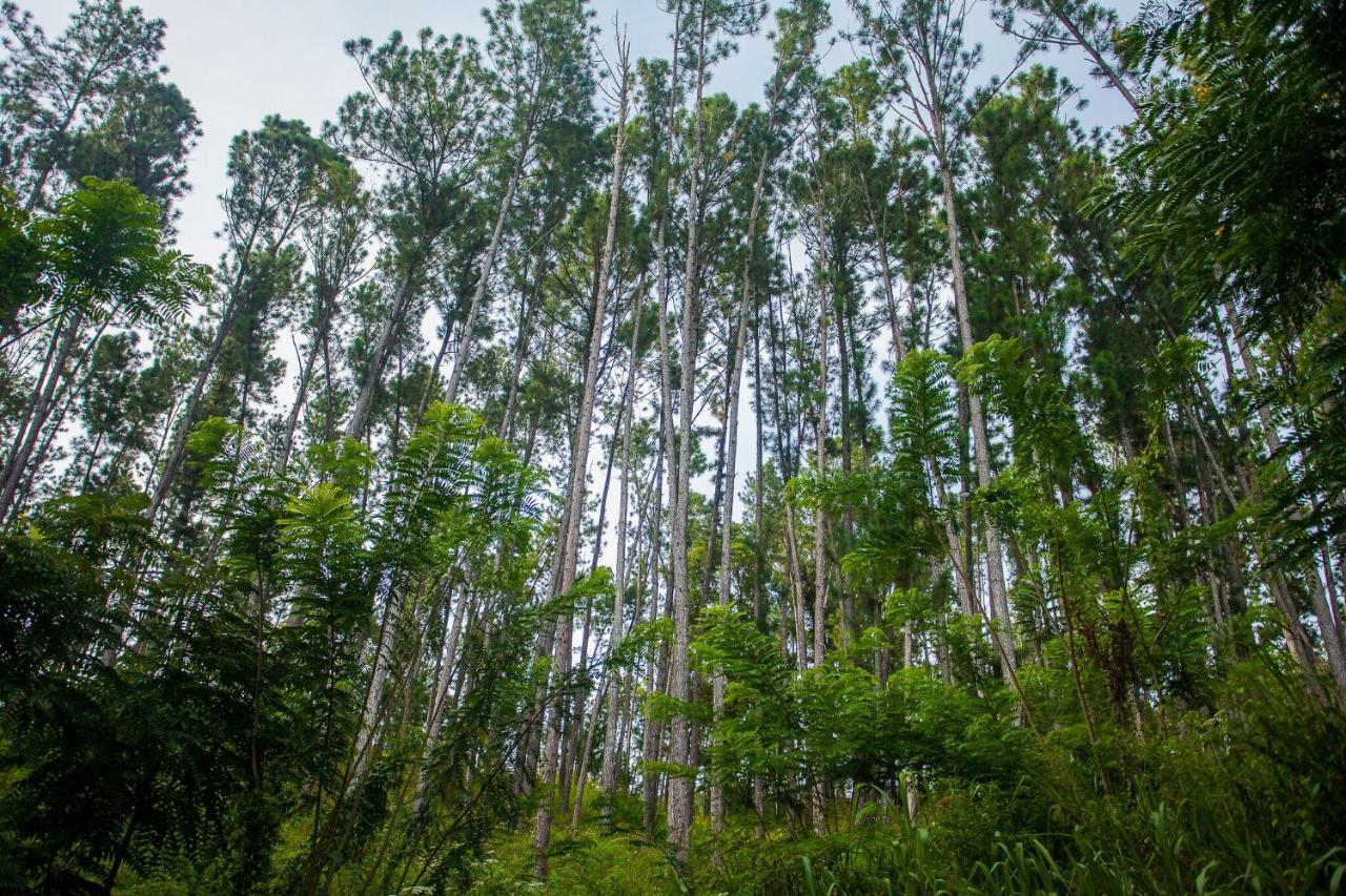 Ella Forest Paradise Hotel Εξωτερικό φωτογραφία